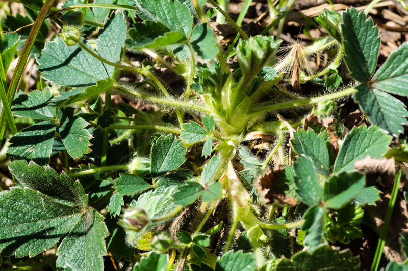 Potentilla sterilis / Potentilla sterile